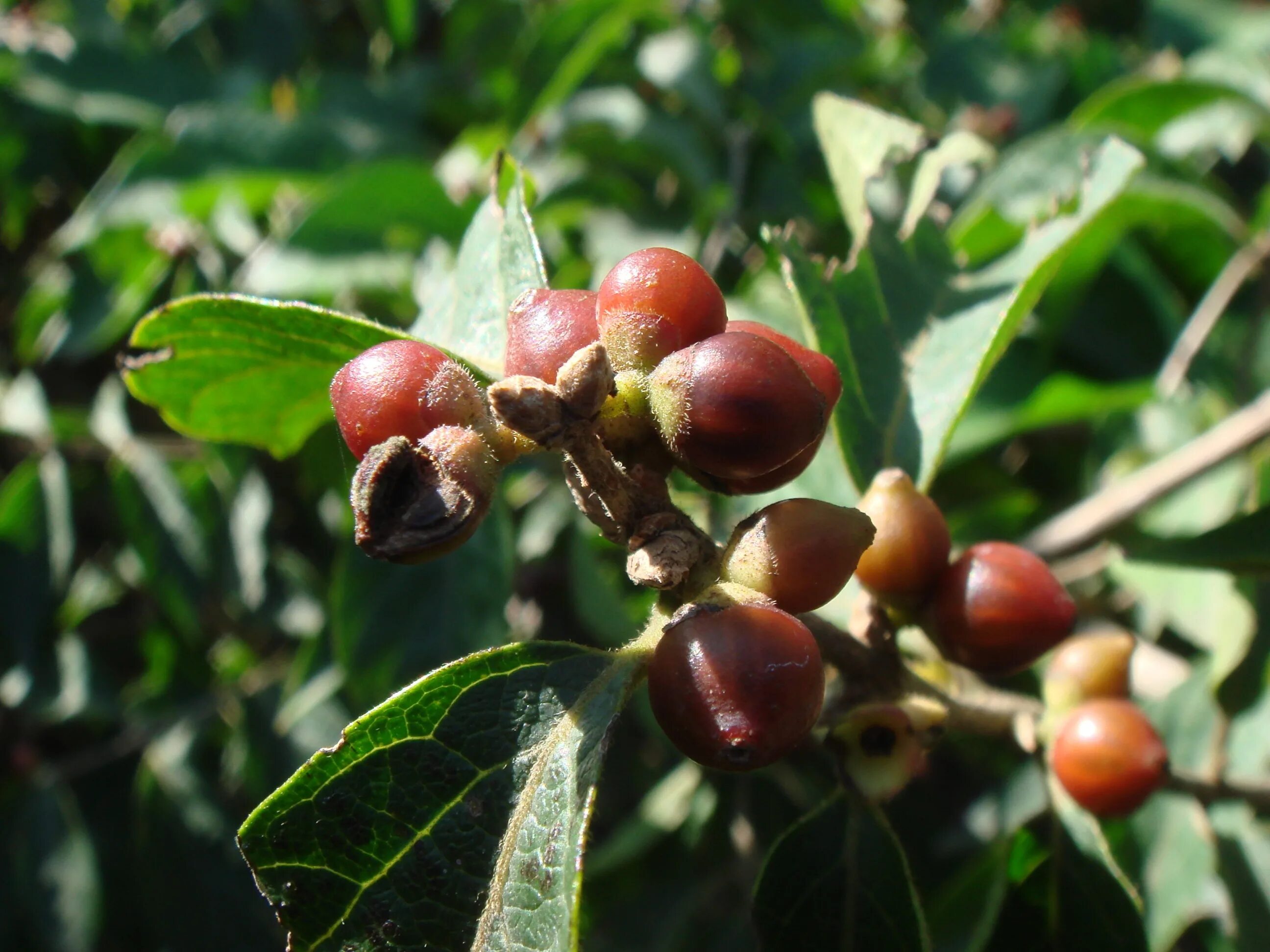 Ягода коричневого цвета. Джигида ягода. Коричневые ягоды. Дерево с коричневыми плодами. Дерево с коричневыми ягодами.