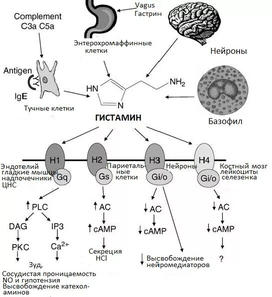 Механизм действия антигистаминных препаратов схема. Механизм действия антигистаминных лекарственных препаратов:. Блокаторы н1 гистаминовых рецепторов механизм действия. Механизм действия h2 антигистаминных препаратов.