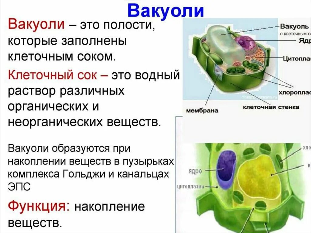 Каково строение и значение. Структура вакуоли растительной клетки. вакуоль, клеточная мембрана строение и функции 6 класс. биология 5 класс строение клетки вакуоли функции. функции вакуолей в растительной клетке.
