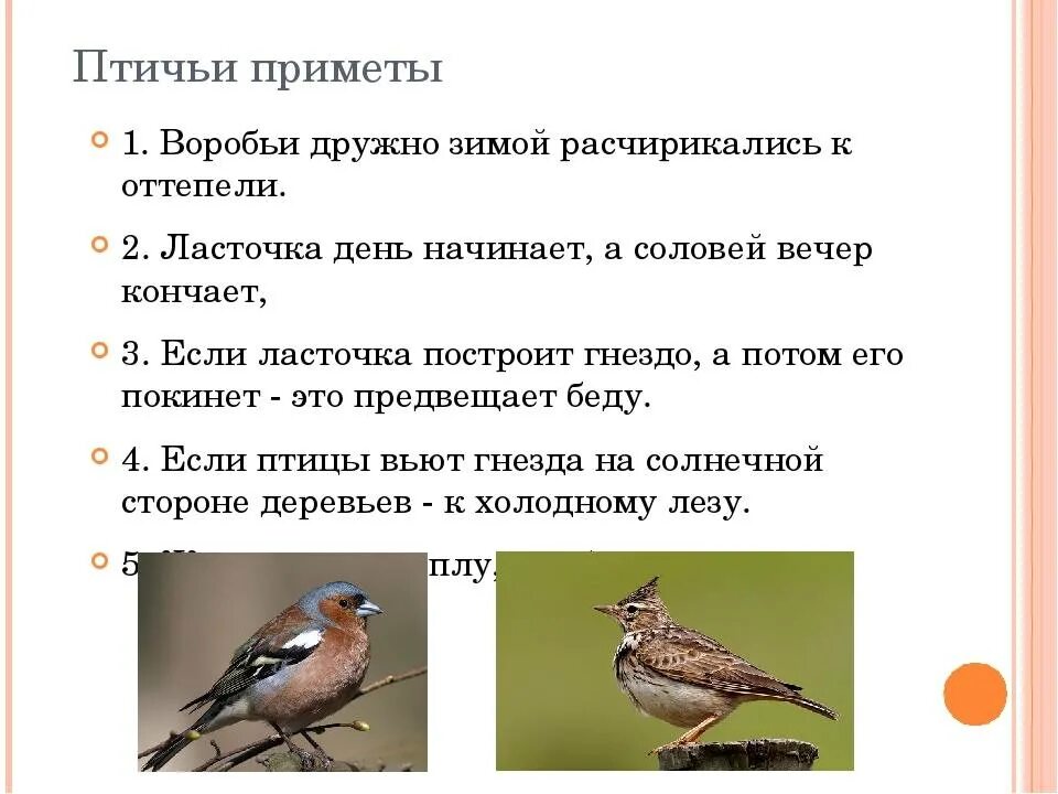 Примета о птице влетевшей в дом. Приметы про птиц. Приметы связанные с ласточками. Народные приметы о воробьях.