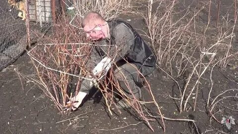 Омолодить малину на старом месте