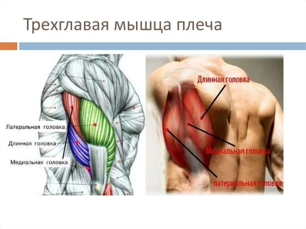 Трицепс мышца. Трицепс анатомия мышц. Латеральная головка трицепса. Длинная головка трицепса анатомия. Медиальная головка трицепса анатомия.