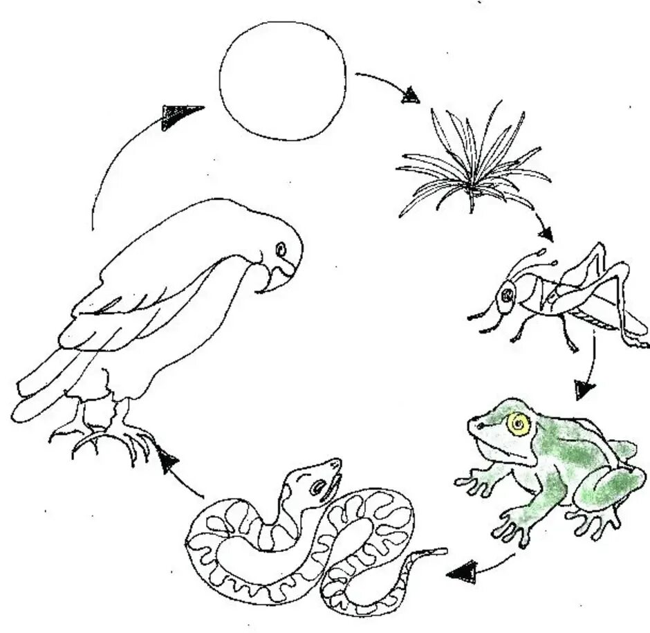 Рисунок цепь питания 5 класс. Пищевая цепочка. Цепи питания раскраска. Цепочки питания для дошкольников. Пищевая цепь раскраска.