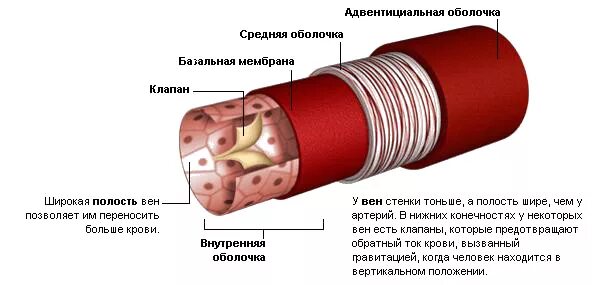 Внутренняя оболочка вен латынь. Оболочки стенки артерии схема. Строение стенки кровеносных сосудов. Строение стенок артерий вен капилляров. Строение сосудистой стенки артерий.