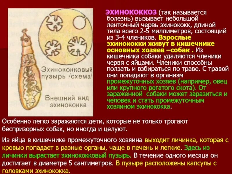 Чем опасен эхинококк для человека. Эхинококк это плоские черви. Ленточных червей рода Echinococcus. Тип плоские черви эхинококк.