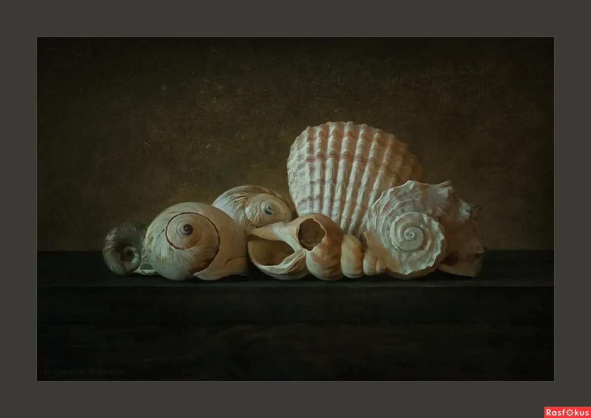 яна мовчан натюрморт ракушки. натюрморт раковины. натюрморт антуана бержон. морские раковины в живописи. натюрморт с ракушкой.