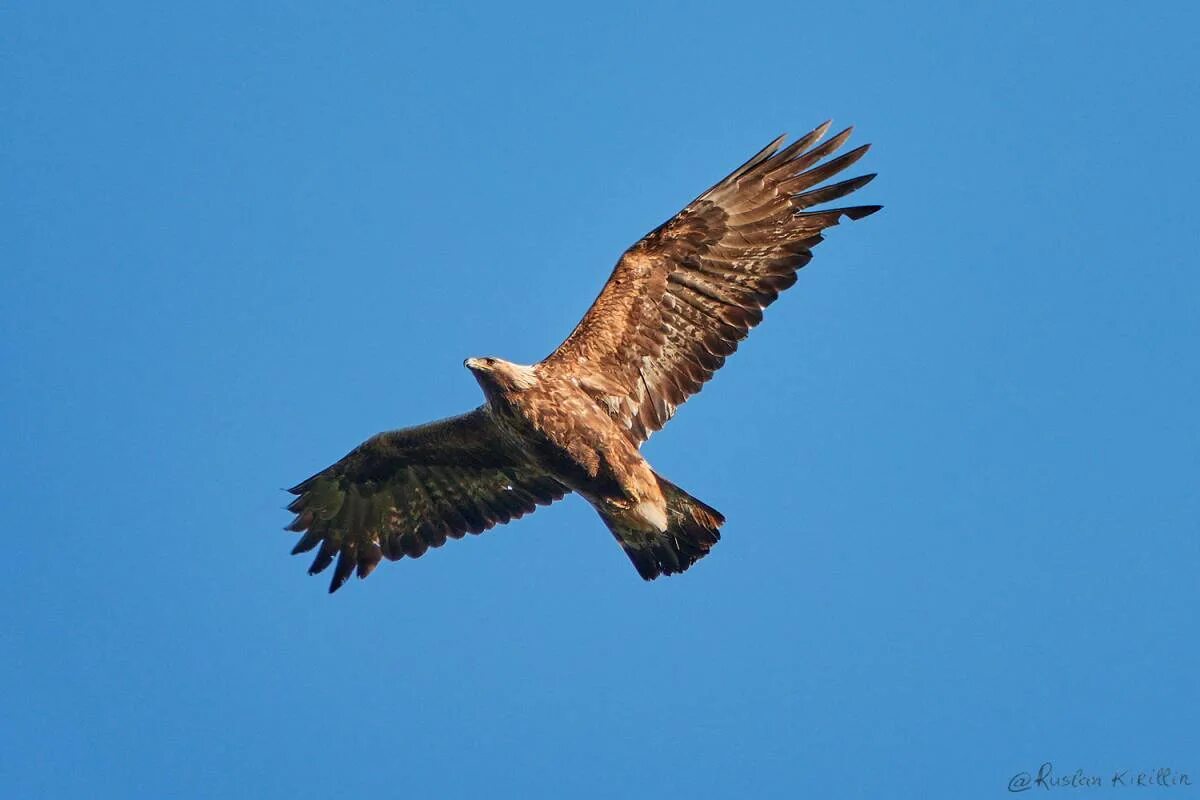 Беркут golden eagle. Беркут aquila chrysaetos (linnaeus, 1758). Голова беркута фото. Где живет беркут. Обыкновенный беркут.