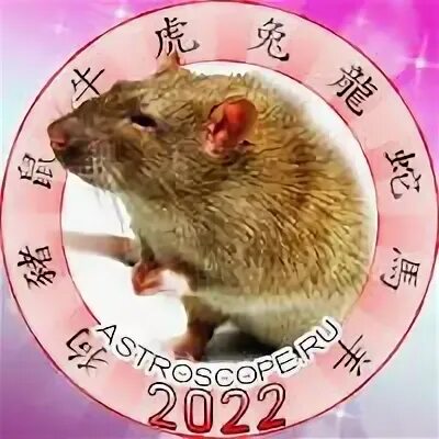 Гороскоп крыса 2025