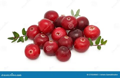 Клюква 13 бредишь