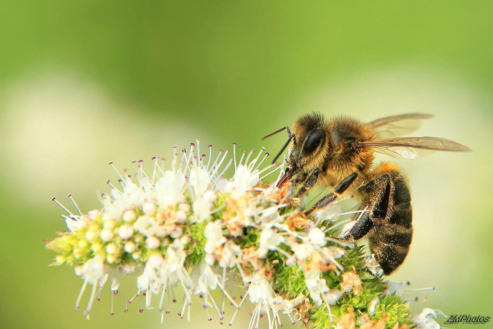 АПИС mellifera. Латвия APIS mellifera. Жёлтая Кавказская – APIS mellifera remipes Gerstacker. APIS mellifera arcticus. Www apis ru