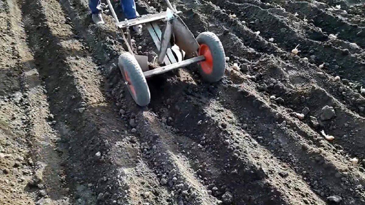 Посадка картошки плугом в гребни. Приспособление для посадки картофеля в гребень. Приспособление для посадки картошки на гребне. Посадка картофеля в гребни вручную.