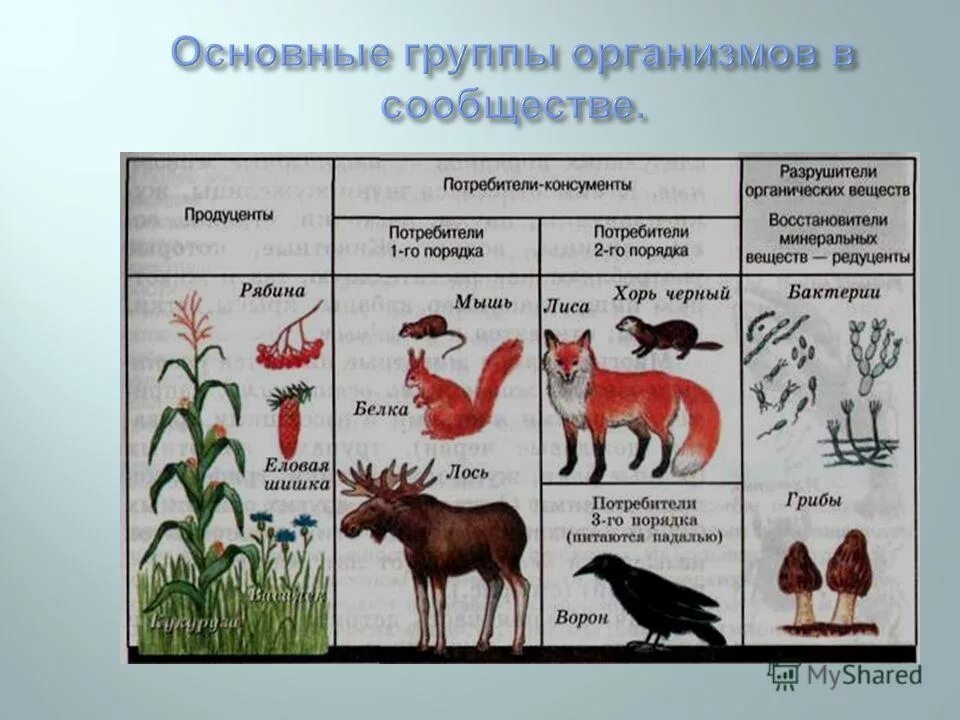 Консументы 1 2 3 порядка примеры