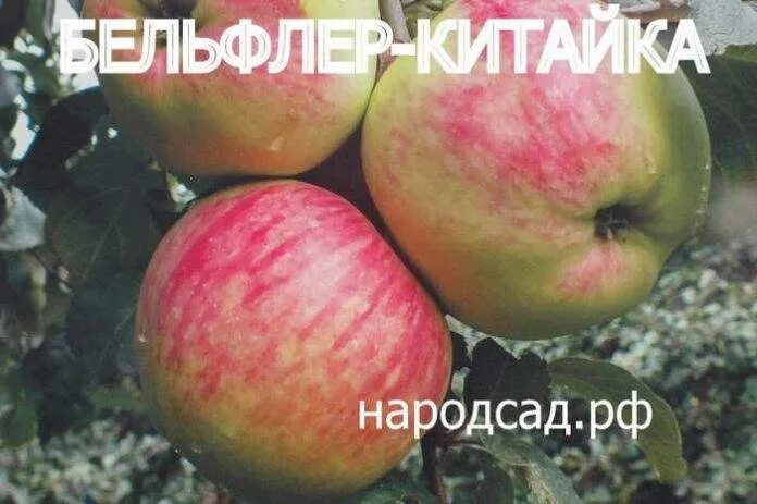 Яблоня бельфлер описание сорта. Сорт яблони бельфлер красный. сорт яблок бельфлер с фото и описанием. бельфлер красный яблоня описание. бельфлёр китайка яблоня описание фото.