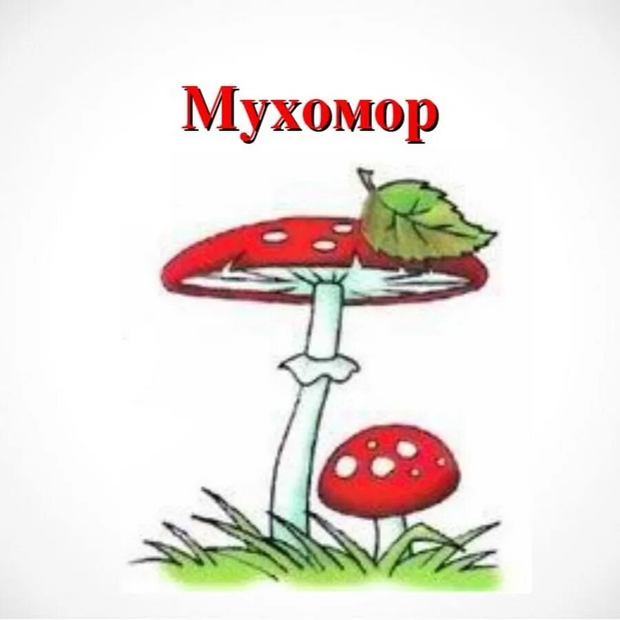 Мухомор в биологическом круговороте. Мухомор. Мухомор ядовитый гриб для детей. Мухомор рисунок. Нарисовать мухомор.