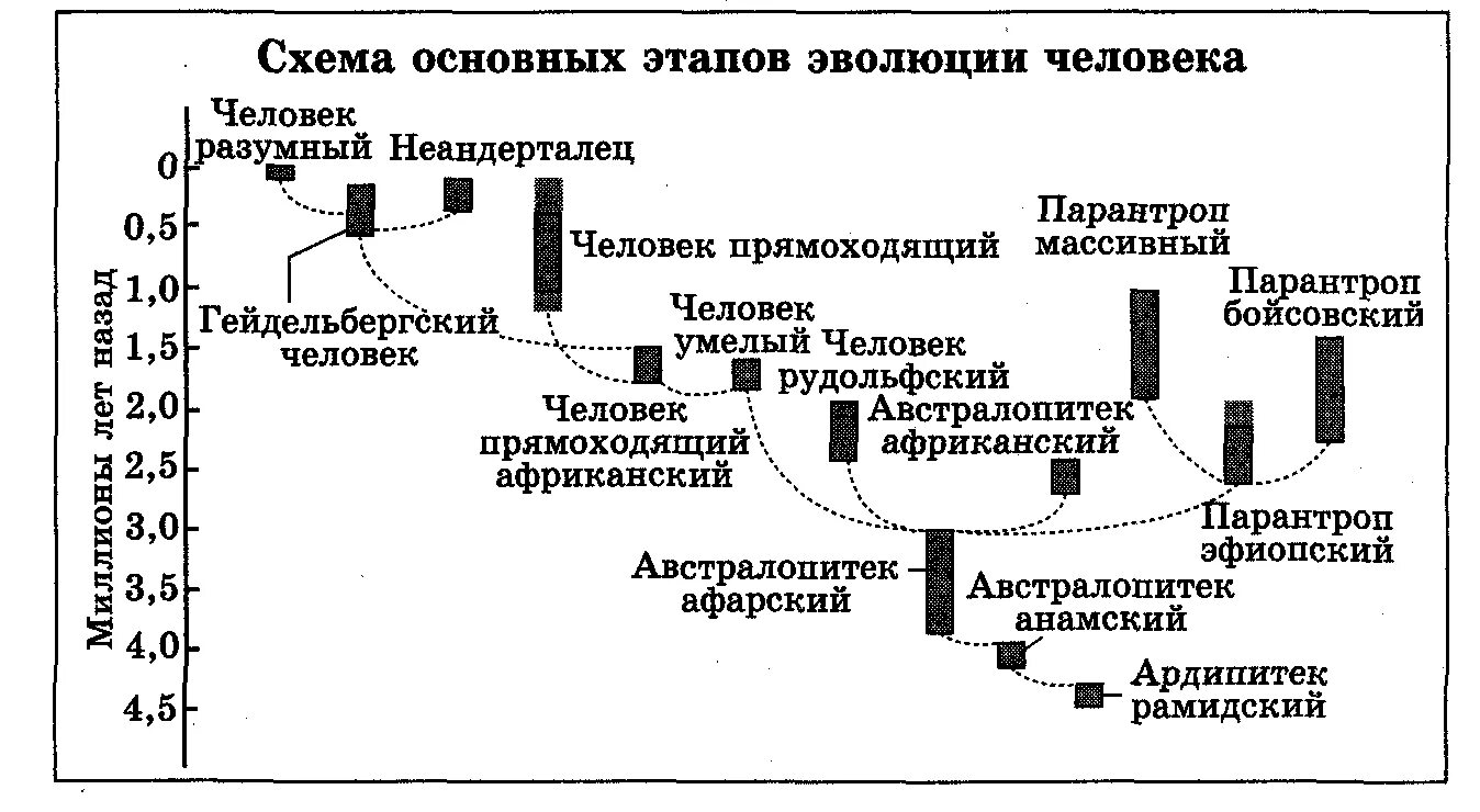 Ключевые стадии в эволюции человека. Схема основных этапов развития человека. Общая схема эволюции. Схема эволюции Северцова. Этапы эволюции схема