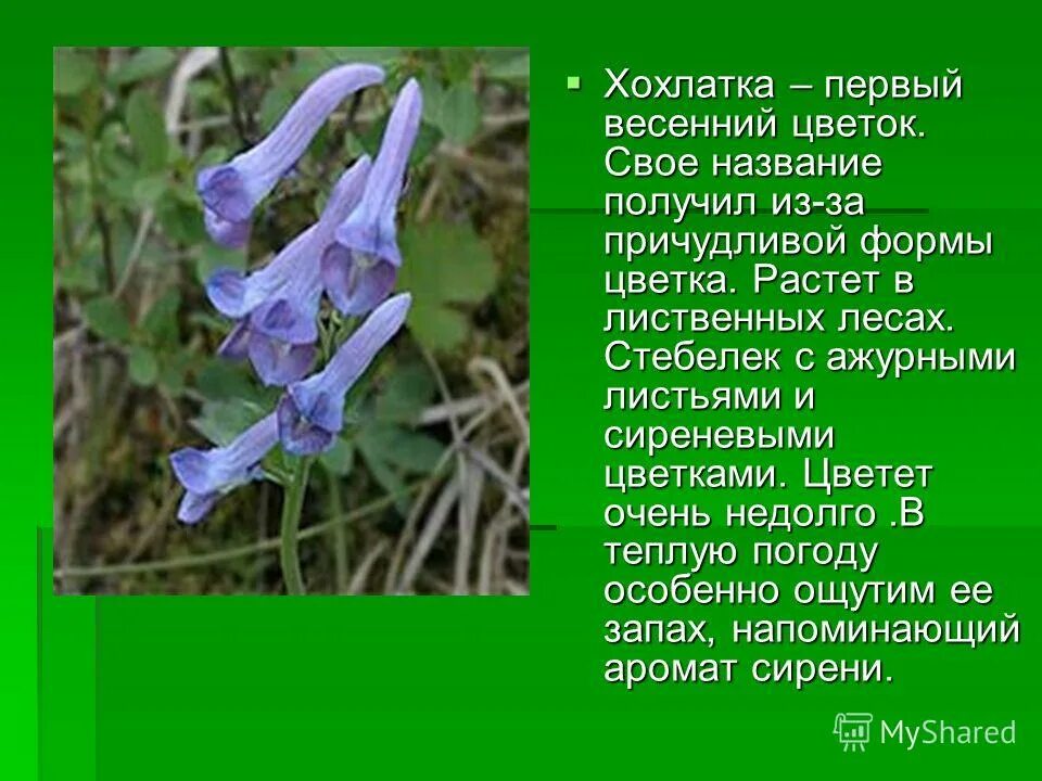 Цветок хохлатка фото и описание. Хохлатка ветреница голубая. Хохлатка корневищная голубая. Хохлатка Бунге. Раннецветущие растения хохлатка.