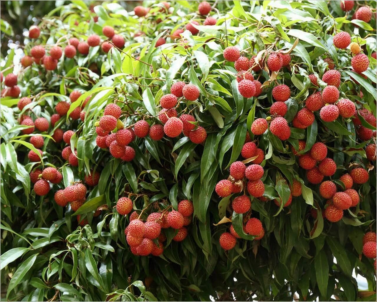 как растет личи фото дерево в природе. личи растение. личи дерево. личи дерево. личи ягода дерево.