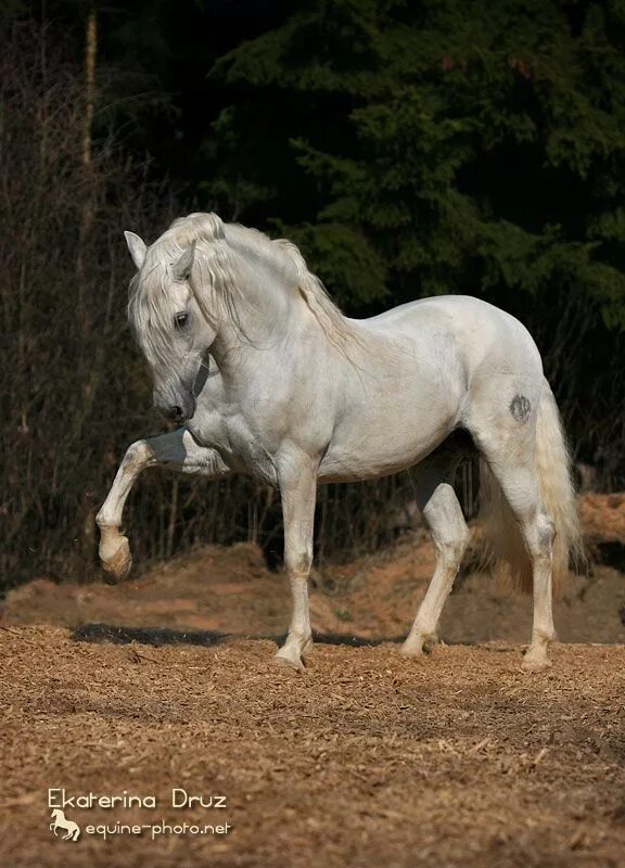 Шагающая лошадь. Андалузская лошадь испанский шаг. Андалузская порода лошадей. Тавро андалузской лошади. Андалузская лошадь масти серой.