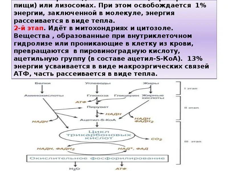 2 этап катаболизма. Этапы катаболизма. стадии катаболизма биохимия. участие мембран в организации и регуляции метаболизма биохимия. этапы катаболизма биохимия.