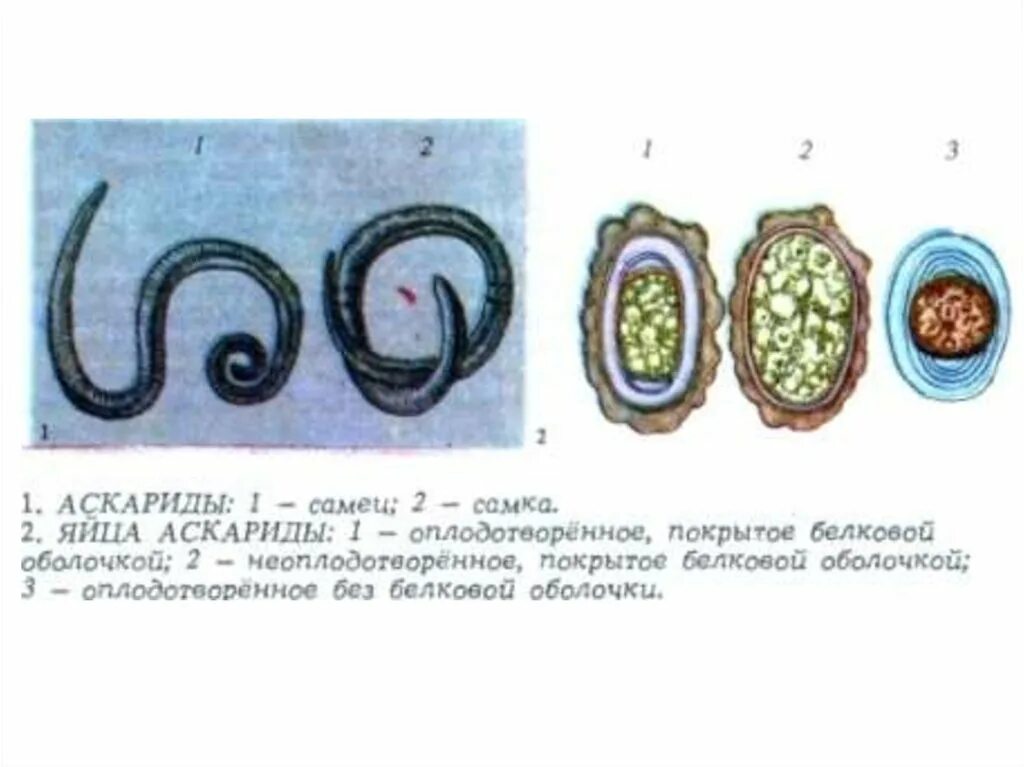 Личинка аскариды развивается в воде