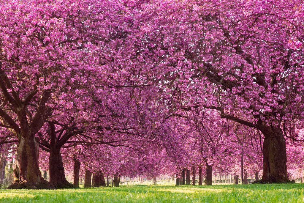 Что такое сакура дерево. Сакура Канзан. Цветущее дерево. Сакура дерево. Розовое дерево.