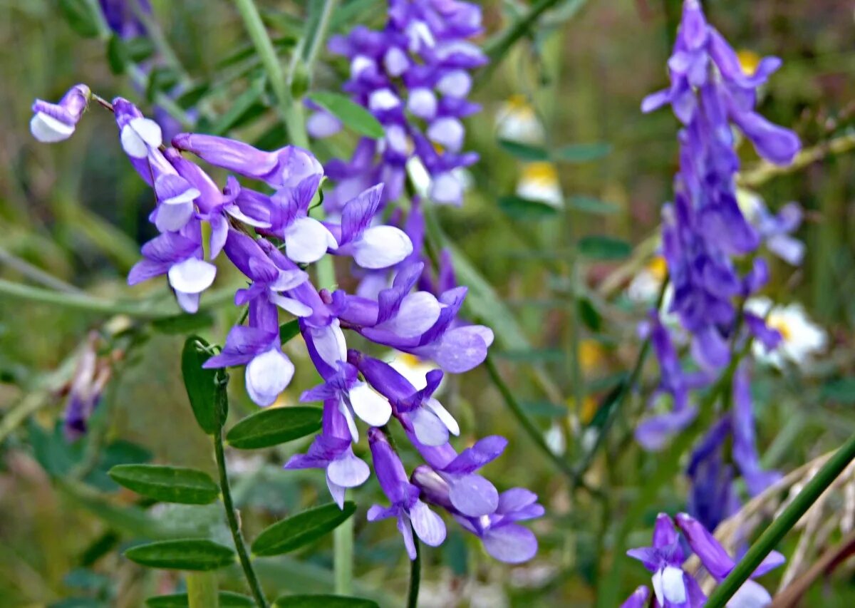 Семейство бобовые представители семейства. Донник, люпин, люцерна, лядвенец. Название растения семейства бобовых. Класс двудольные семейство бобовые представители. Название растения семейства бобовых.
