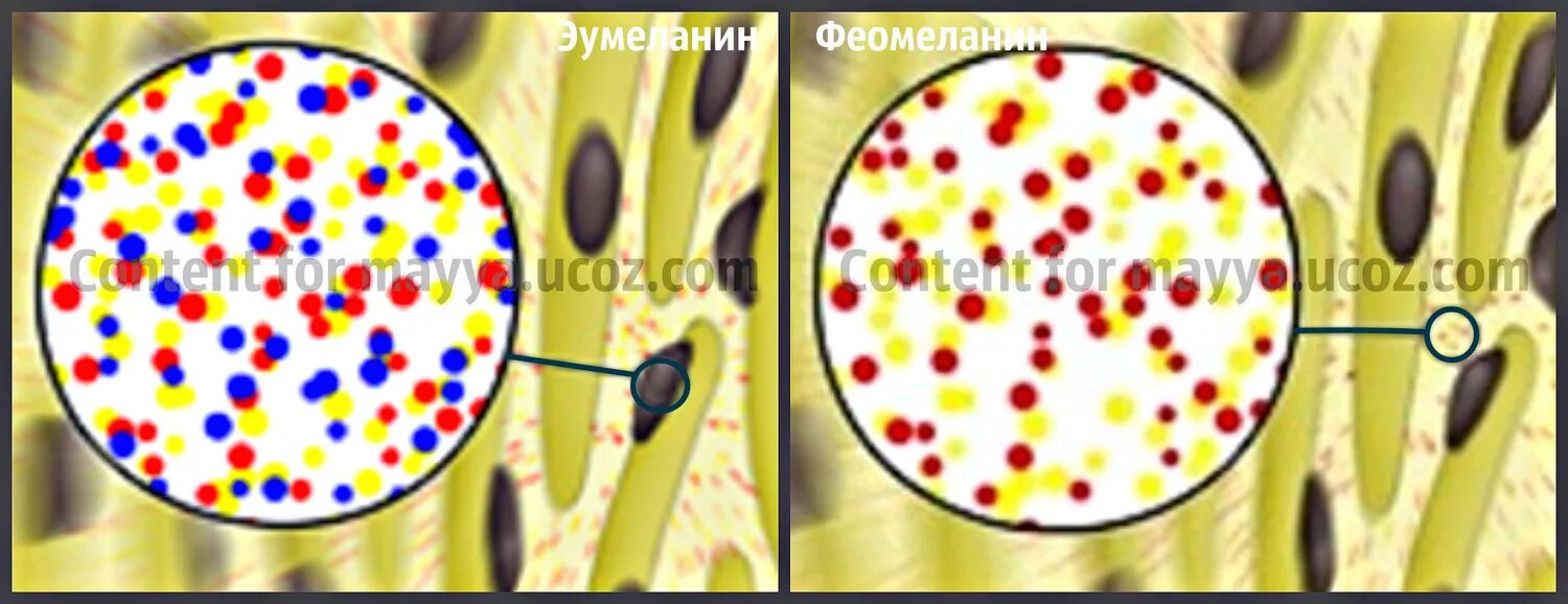Меланин пигмент волос. Эумеланин и феомеланин. Меланин эумеланин феомеланин. Эумеланин феомеланин цвет. Цвет волос эумеланин феомеланин.