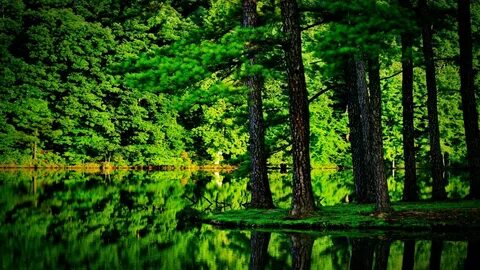 Green forest pro