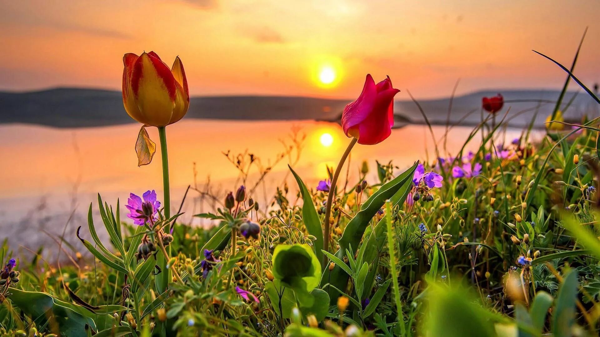 Доброе утро цветы солнце. Кояшское озеро тюльпаны Дикие. Мыс Опук Дикие тюльпаны. Крым тюльпаны Кояшского озера. Озеро Эльтон тюльпаны.