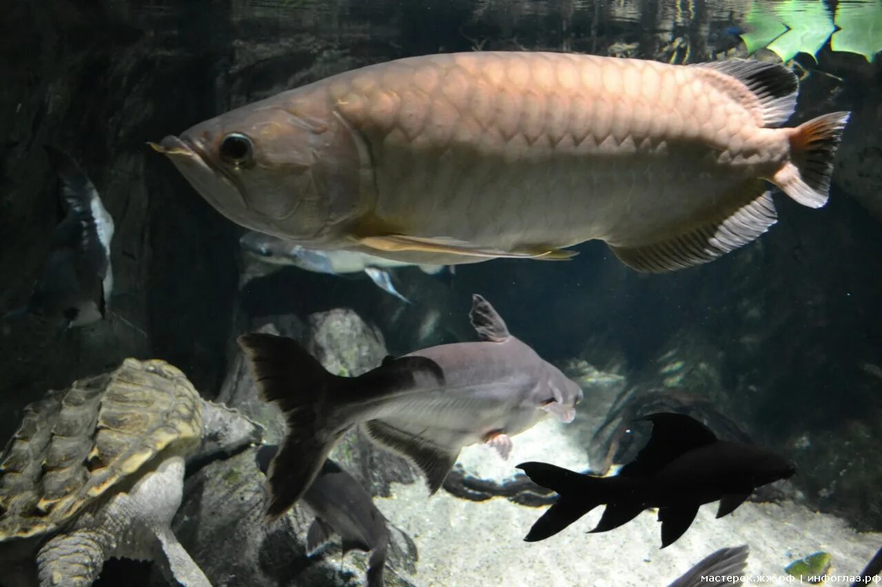 рыбки воронеж. рыбный двор воронеж. рыбы реки воронеж. рыбки воронеж. рыбы воронежа.