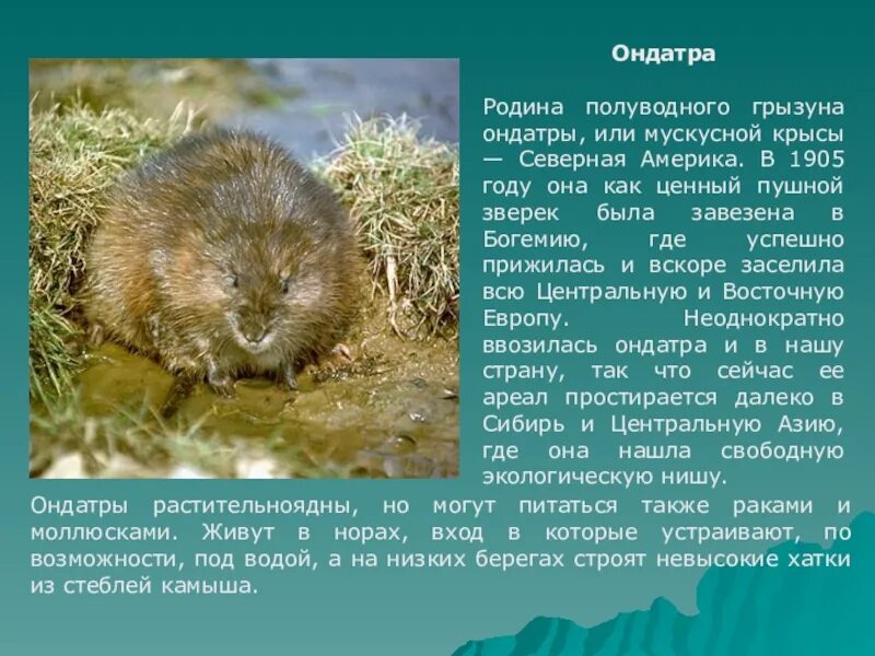 Ондатр слова. Ареал ондатры. ондатра доклад. ондатра краткое описание. ондатра презентация.