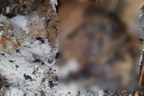 Сгоревшая собака