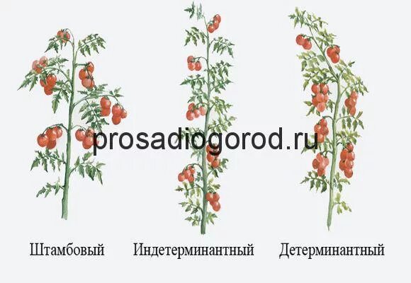Что значит детерминантный сорт томатов. Индетерминантные томаты что это и детерминантные высота. формирование томатов детерминантного типа в открытом грунте. детерминантный сорт в открытом грунте. томат детерминантный и индетерминантный что это значит.