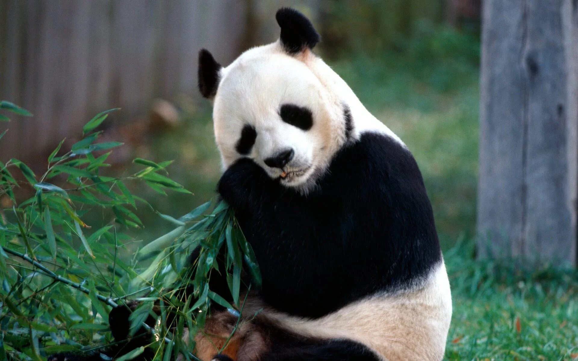 Большая Панда (Ailuropoda melanoleuca).. Панда бамбуковый медведь. Большая Панда или бамбуковый медведь. Большая Панда фото.
