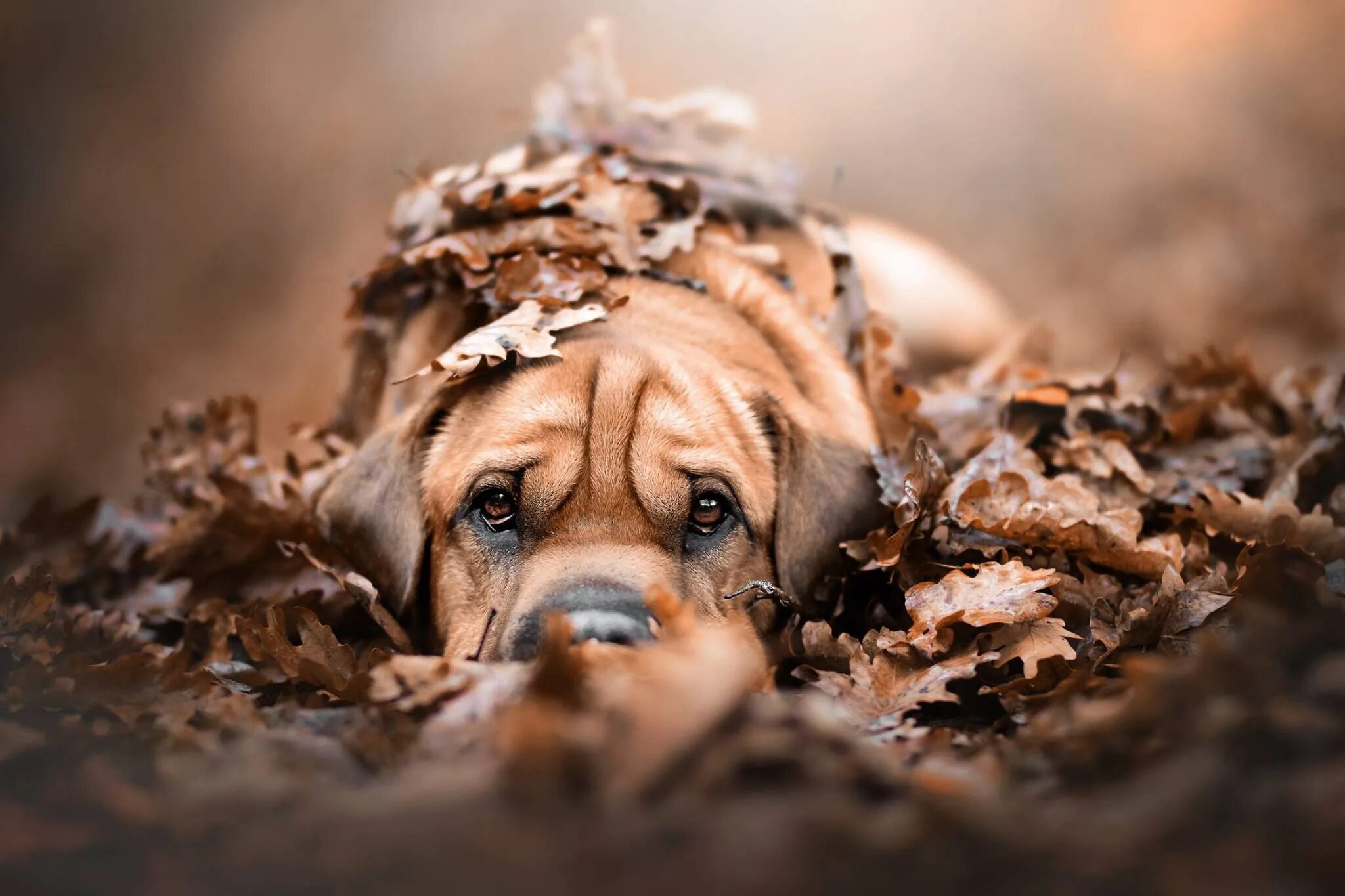 Pet falls. Смешные фото собак осенью. Картинка щенка в листве. Глазеющий пес. Собака в осенних листьях обои на телефон.