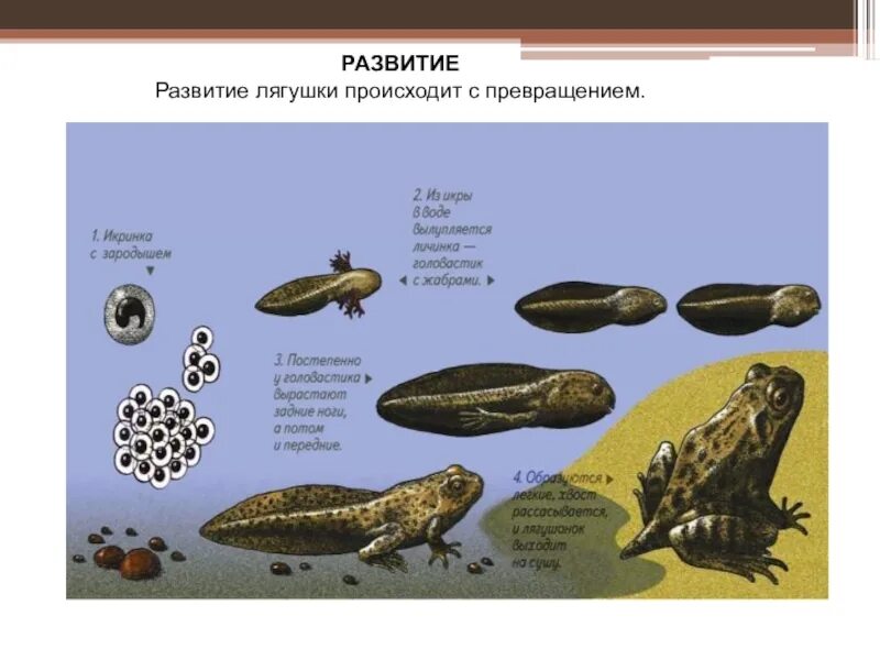 С чем связано развитие земноводных. Развитие лягушки. Стадии развития лягушки. Схема развития лягушки. Цикл развития лягушки.