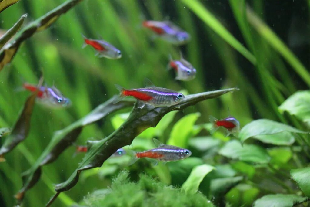 барбус денисони альбинос. родостомус рыбка. расбора клинопятнистая аквариумная. меланотения радужница неоновая. тернеция глофиш.