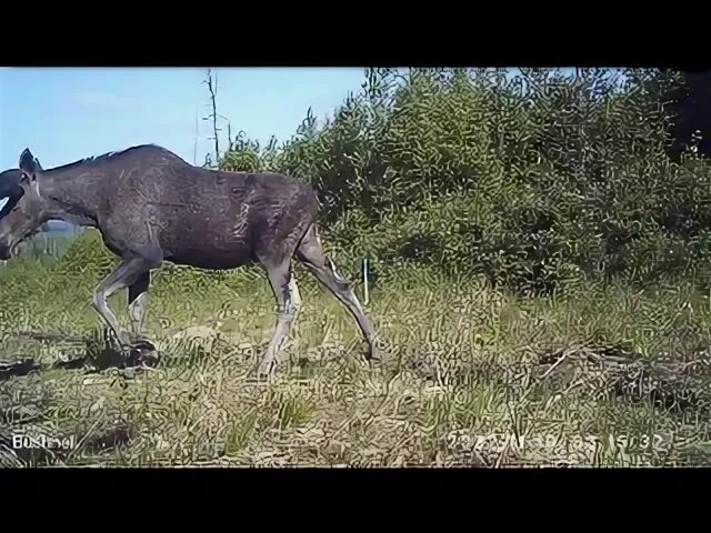 Голос самца лося. Висимский заповедник лось. Лось на азербайджанском. Лось самец. Лось самец и самка.
