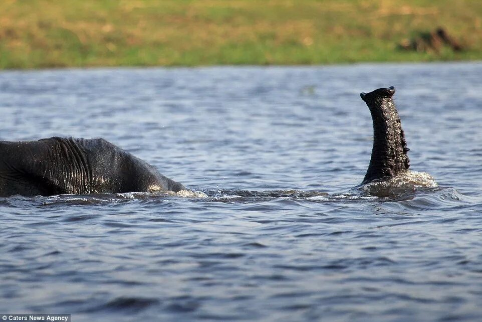 Elephant swim. Слон плывет. Слоны плавают. Слоны умеют плавать. Слоны переплывают.