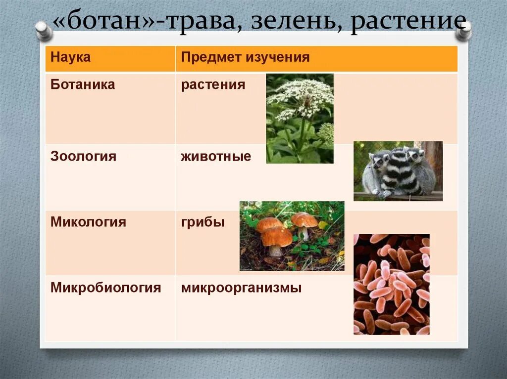 Какая ботаническая наука изучает процесс размножения растений. Изучение растений. Наука о растениях. Микология наука о растениях-ботаника. Зоология наука о растениях.