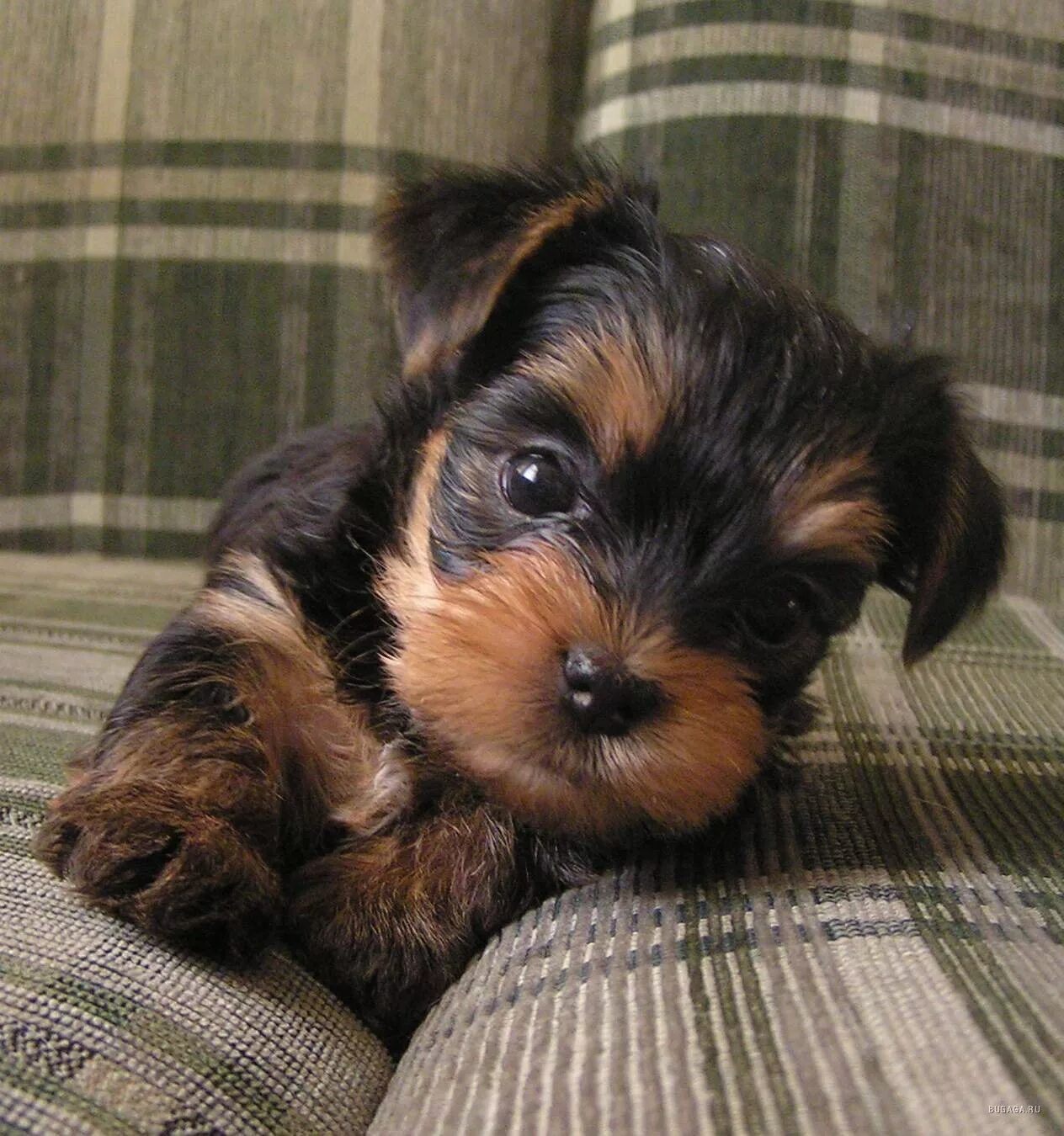 Йоркширский терьер со щенками. Ешкорский терьер. Йоркширский терьер. Йоркширский щенок. Йоркширский щенок.