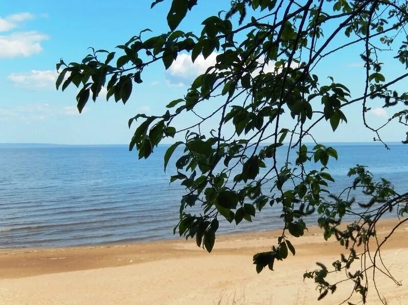 Березка ульяновск. Турбаза Березка Ульяновск. Турбаза Ульяновск берег Чердаклинский район. Турбаза Березка Ульяновск вид на Волгу. Берёзки отдых на море.