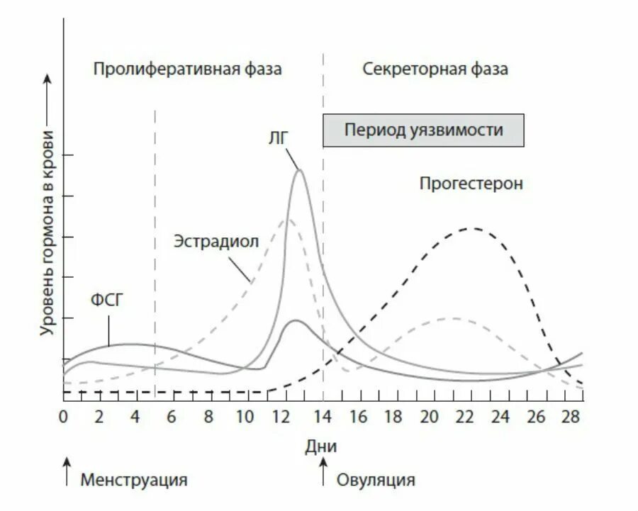 Уязвимый период. Норма гормонов прогестерон ФСГ ЛГ. Уровень эстрадиола по дням цикла. Изменение гормонов по дням цикла. Уровень эстрадиола у женщин по дням цикла.