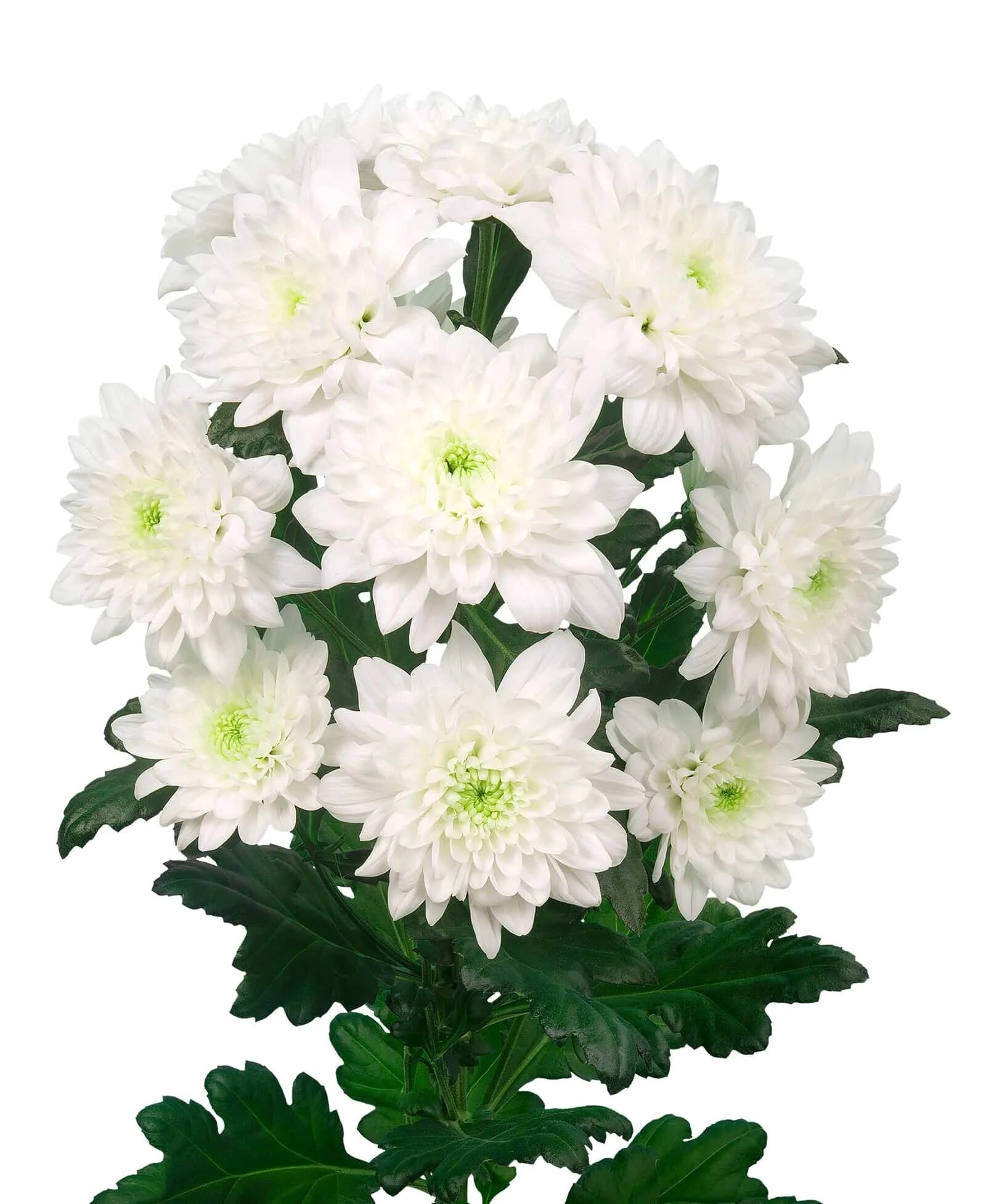 Хризантема зембла лайм. Хризантема кустовая зембла. Хризантема кустовая хайдар. Хризантема кустовая балтика пинк. Кустик хризантемы.