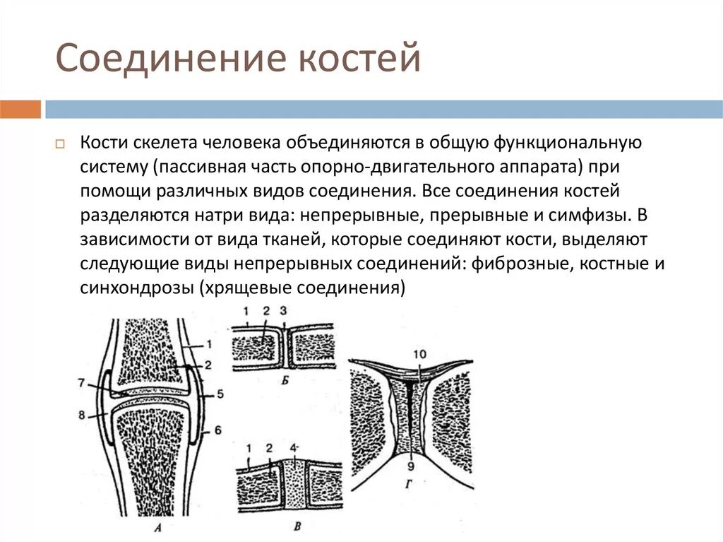 Типы соединения костей скелета. Схема способов соединения костей скелета. Строение непрерывных соединений костей. Подвижное полуподвижное и неподвижное соединение костей.