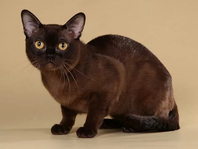 чаузи кошка ф1. порода кошек бурма. ориентал окрас гавана. абиссинская кошка черная. бурманская кошка.