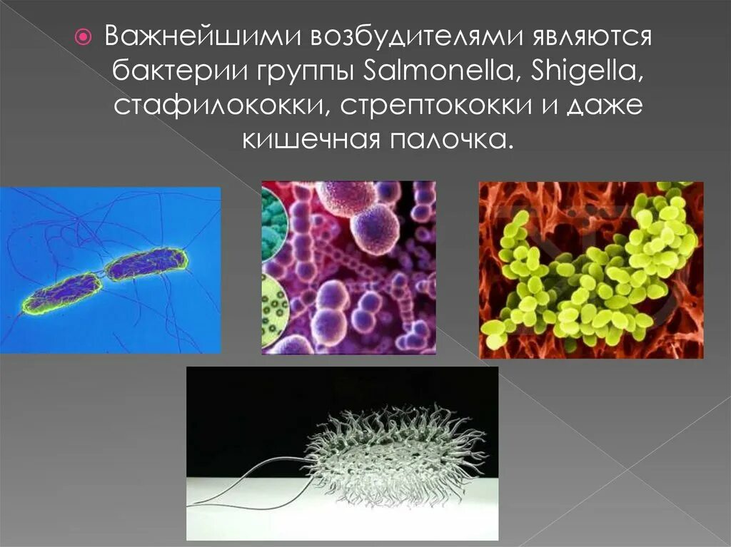 К какой группе относятся микроорганизмы в почве. Бактерии возбудители пищевых токсикоинфекций. Микроорганизмы - возбудители пищевых токсикоинфекций. Возбудители токсикоинфекций микробиология. Возбудители вызывающие пищевые токсикоинфекции.