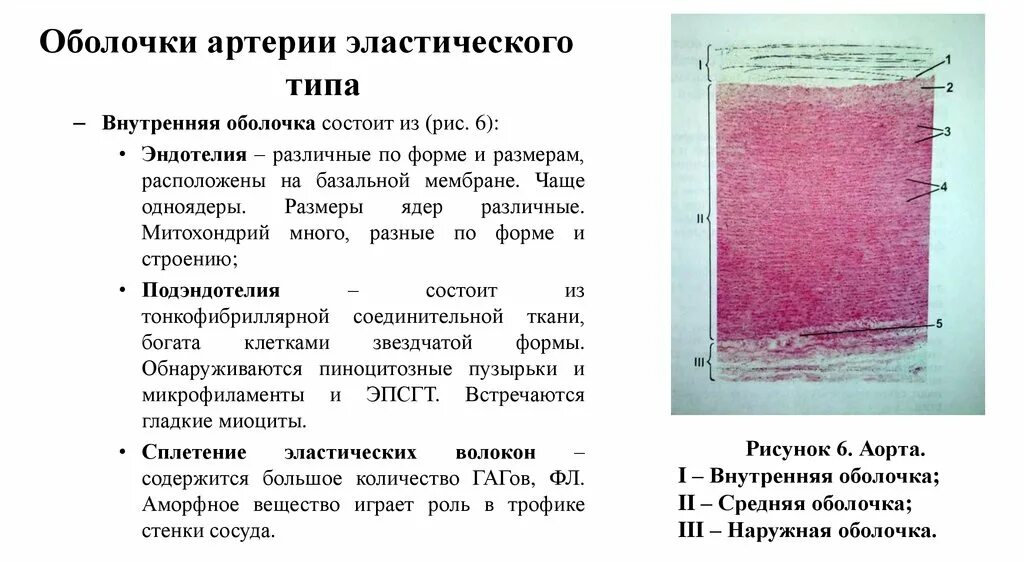 Средний слой артерий состоит. Средний слой артерий состоит