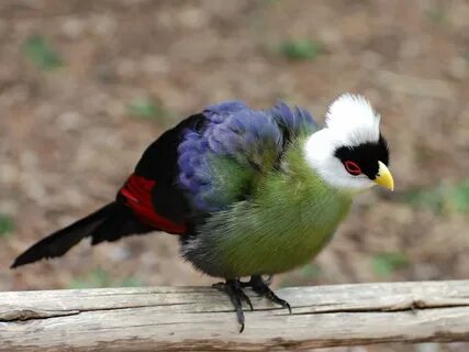 White crested