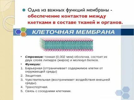 Функцию каких мышц выполняет резиновая мембрана